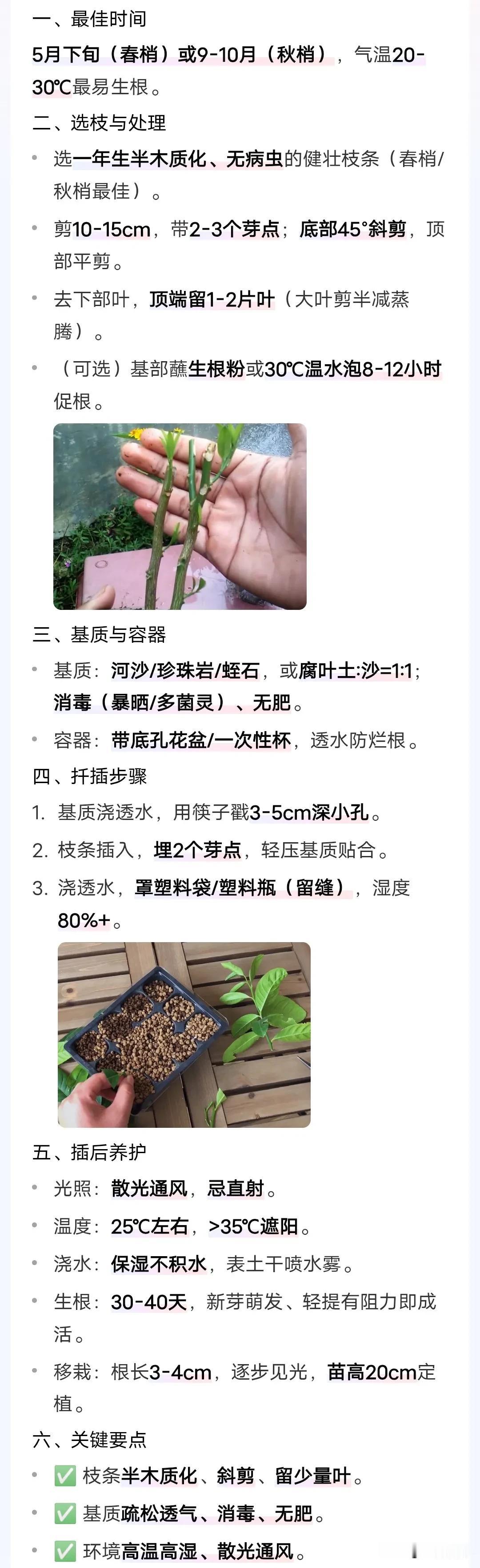 柠檬的扦插方法