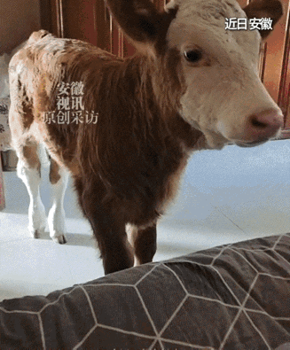 安徽，一位卖馒头的大姐怎么也没想到，自己这辈子会养一头牛，而更让她没想到的是，在