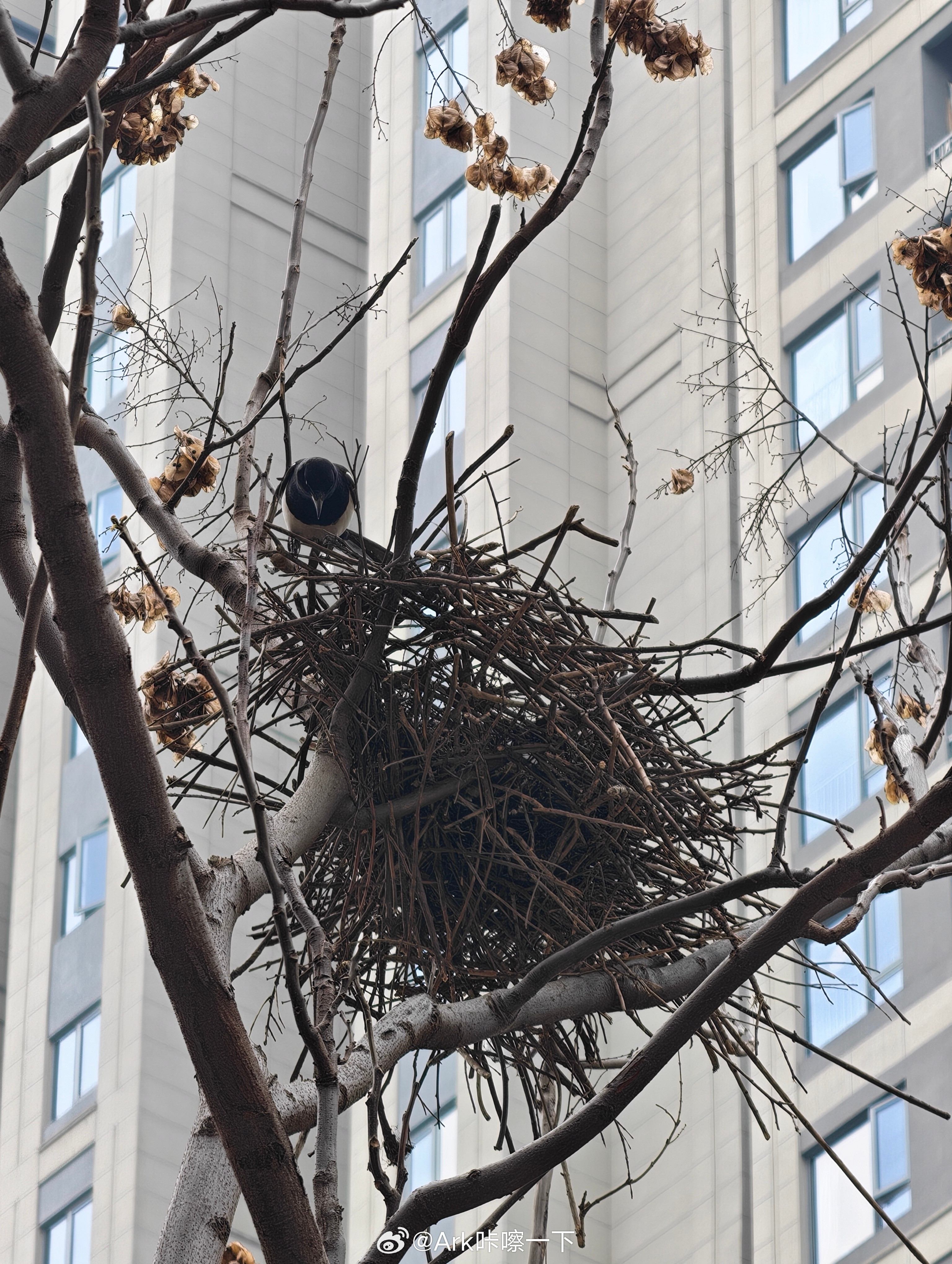 出门发现喜鹊在搭窝，一只在外面捡树枝，另一只在里面排树枝，分工明确，看到者双喜临
