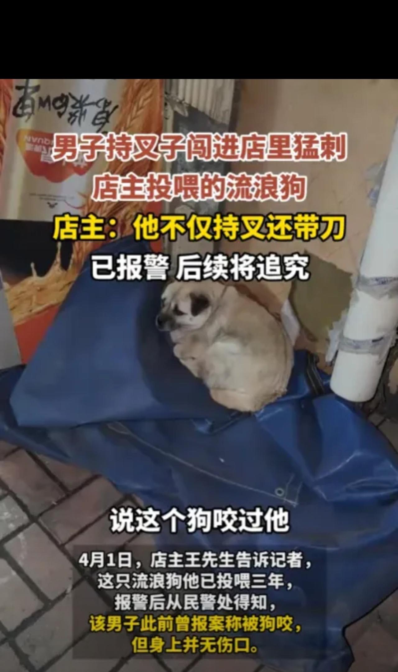 辽宁鞍山，一烧烤店老板默默投喂一条流浪狗3年，这条流浪狗也经常在店内的角落躺着。