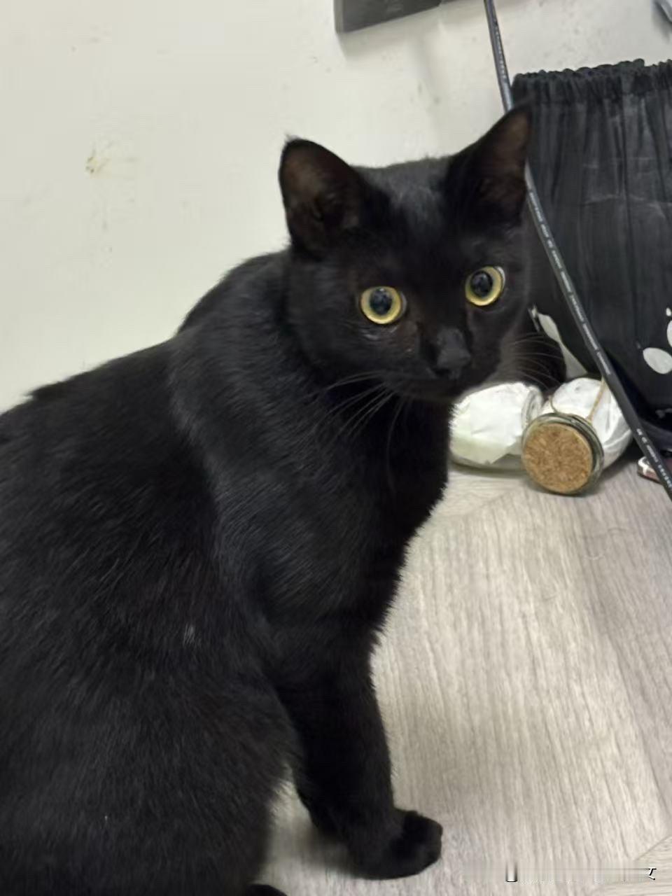 分享猫咪的照片