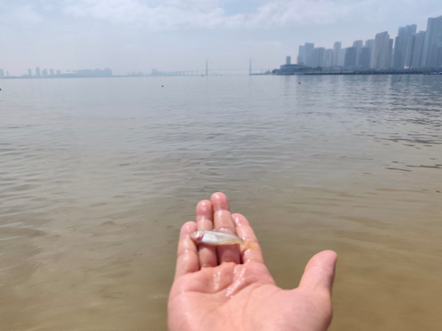刚做了一次有意义的科普：小朋友在妈妈的陪同下，往大海里面放生了只背上涂有彩漆的中