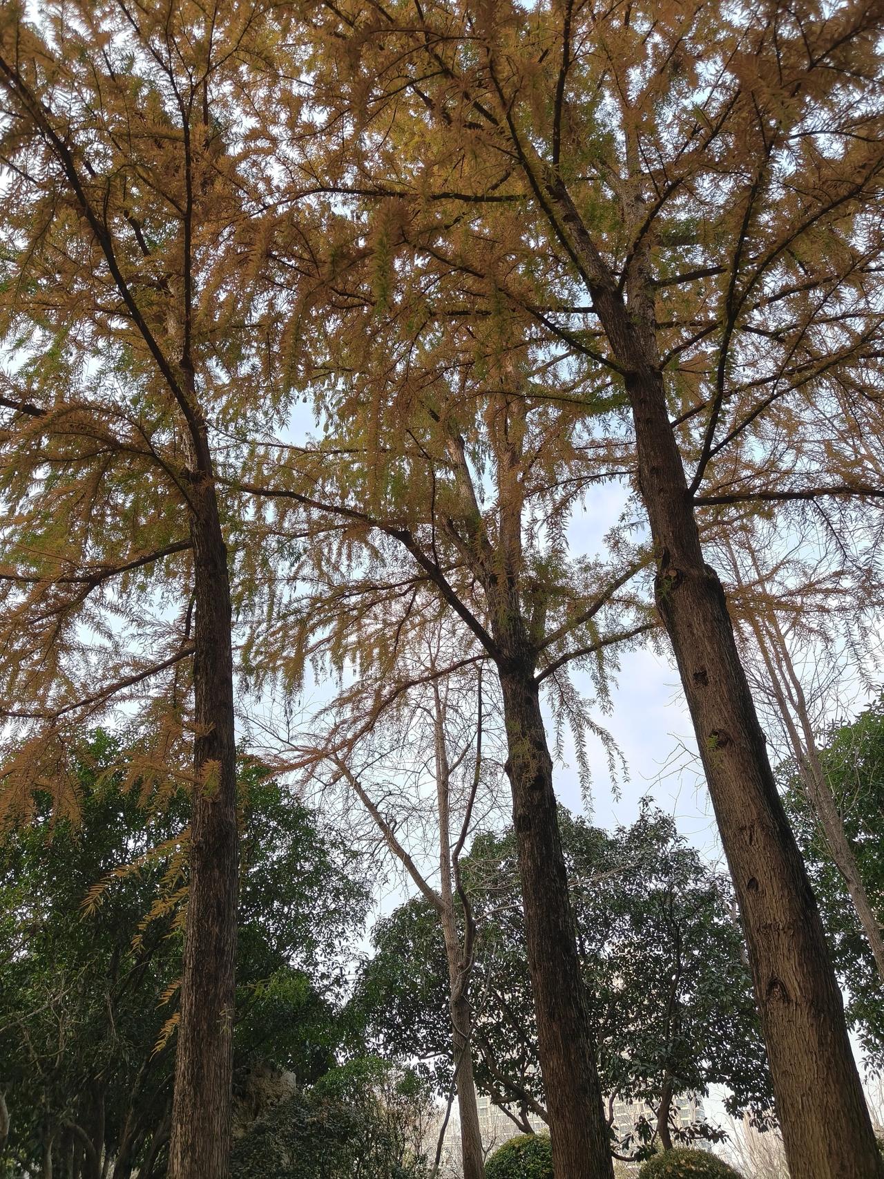 冬日公园散步随手拍实景图分享！和平公园随手拍～🕊️🕊️🕊️🕊️