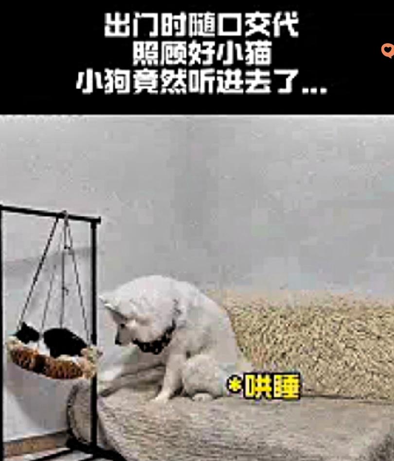 谁能想到，随口一句托付，竟被毛孩子记在了心上。福建一位女生临时加班，出门前随