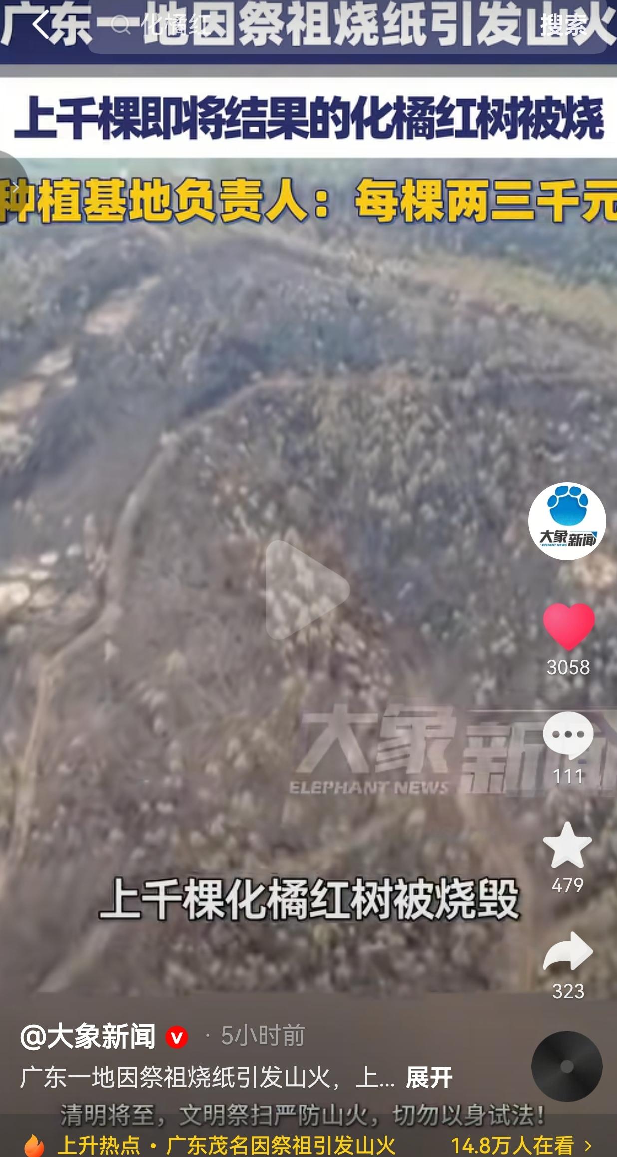 清明祭祖烧纸引发山火！1598棵化橘红树被烧，果农十几年心血全毁了！事情发