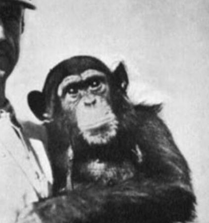 1920年，一俄国医生突发奇想，将猴睾丸移植到74岁老人体内，术后，没想到这位老