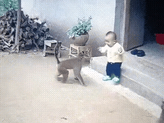 猴子不怀好意，关键时刻猫咪救了孩子。