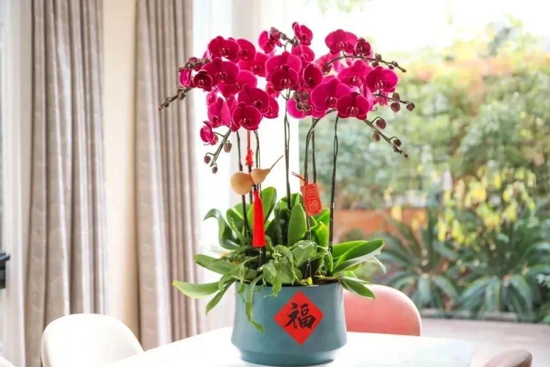 蝴蝶兰里的“大辣椒”品种，单听名字就带着股热烈劲儿，它的美也确实如其名，明艳又大