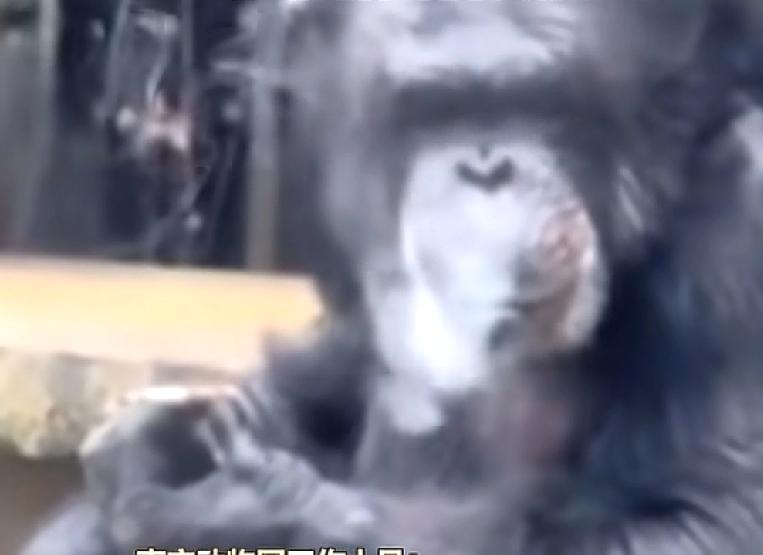 广西南宁一个动物园就因为一只大猩猩引爆了全网最近，一位去广西南宁动物园旅游的游