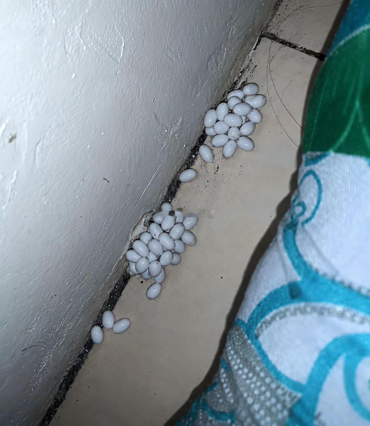 床底下发现一堆蛋，我家鸡平常也不进门睡觉吧？哪里来的鸡蛋？