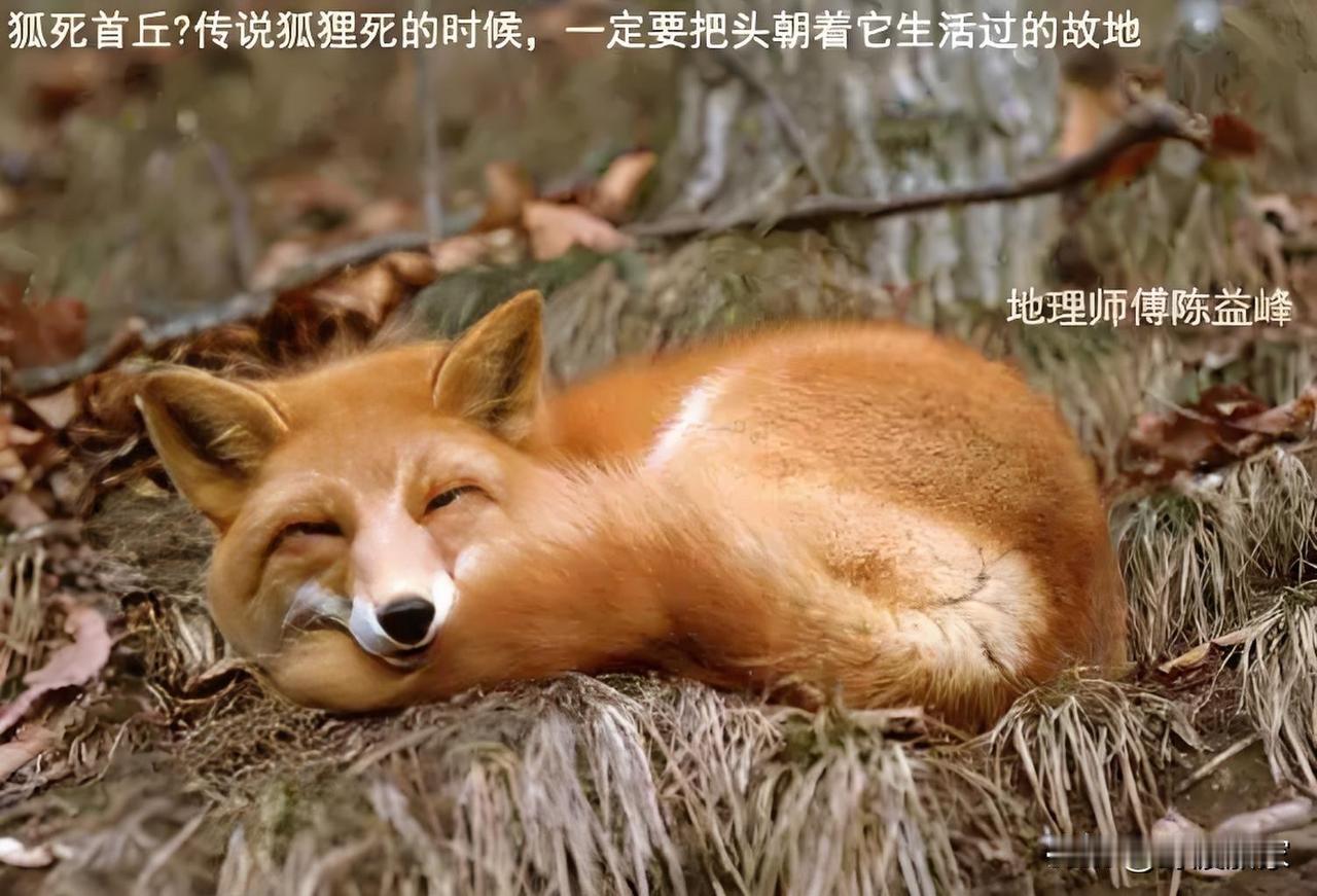 记得小时候家里养过一条黄狗，后来老死了，临死前离开了家，父亲到处寻找，最后在一个