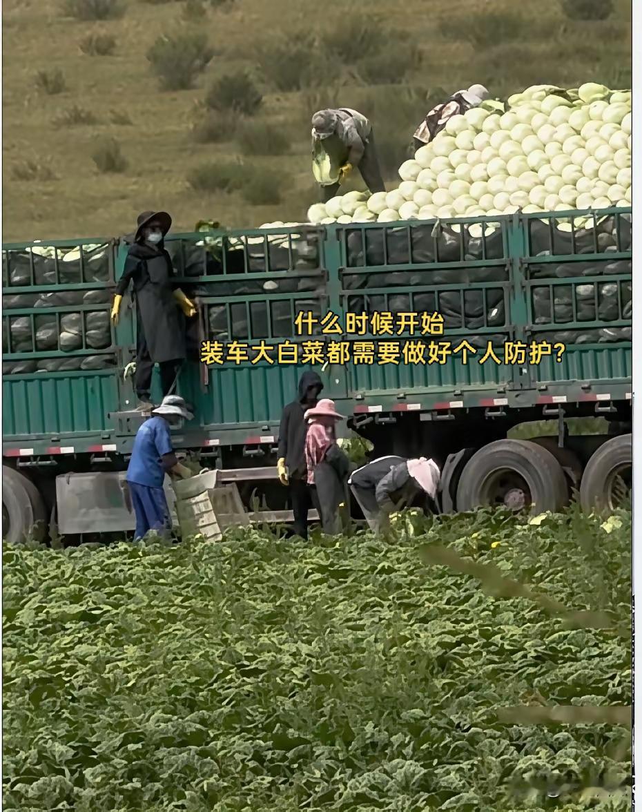 前两天刚吃了一顿大白菜馅的饺子，还在回味:百菜没有白菜美，诸肉没有猪肉香。今天