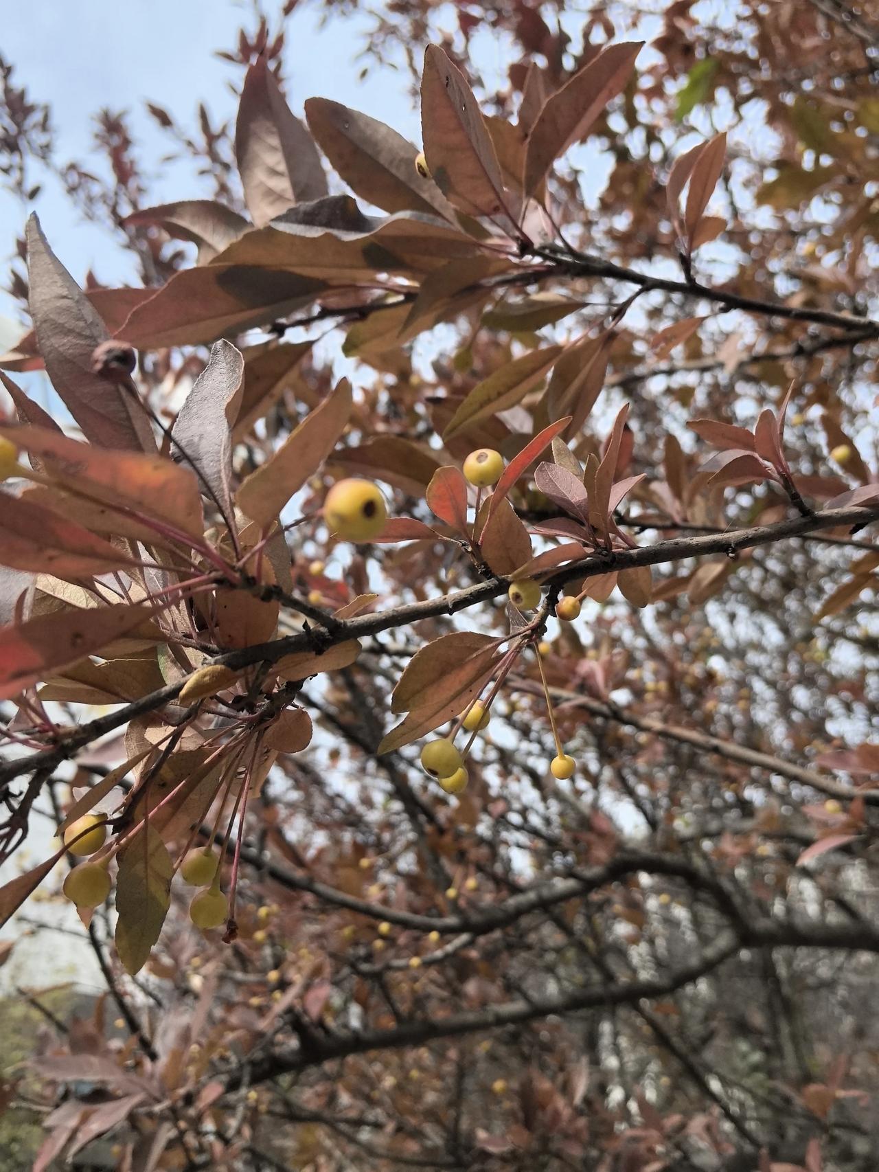 晒图笔记大赛冬天的树叶确实没啥看头，果实也隐藏在枯萎的叶子里，仔细看，还是有货的