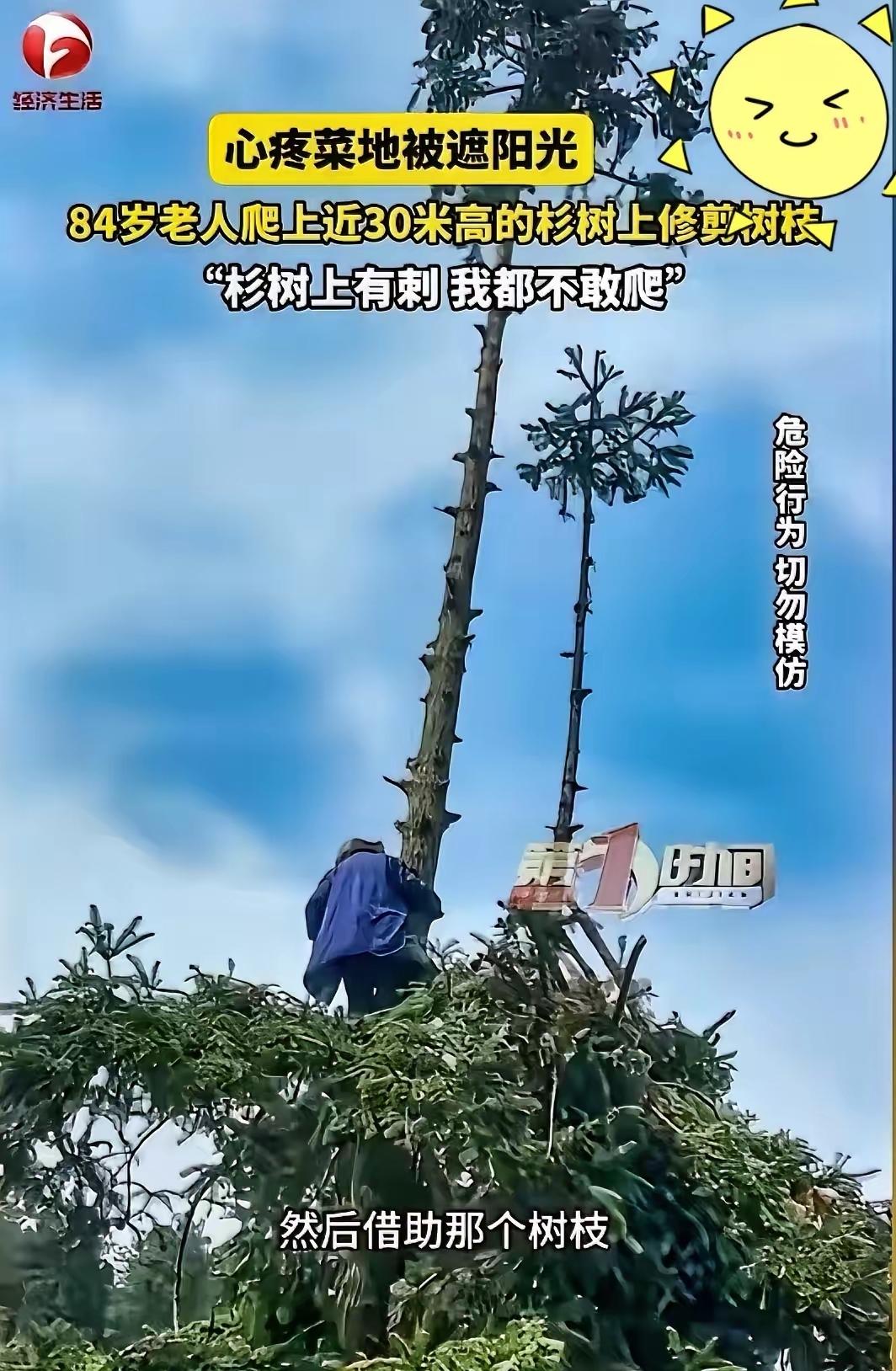 84岁老人徒手爬10层楼高杉树剪枝，这份固执藏着老一辈的心酸与执念太胆大了