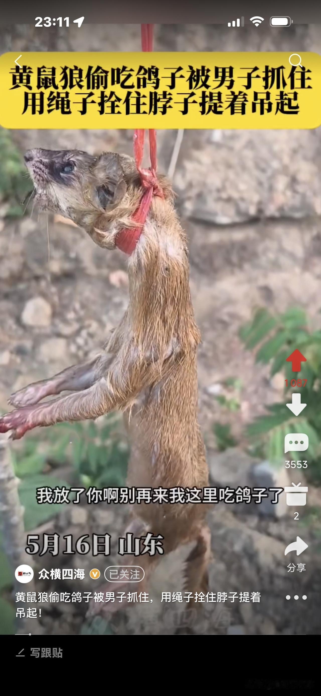 瞧，这只黄鼠狼给吊起来了，男子要狠狠惩罚它！因为它偷吃了他的好多鸽子！视