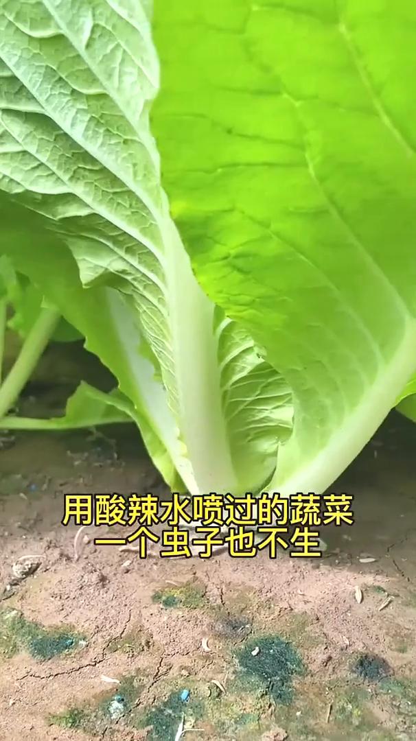 杀虫小妙招。用酸辣水喷过的蔬菜，一个虫子也不生，你试过吗？今天就把配方公布给大