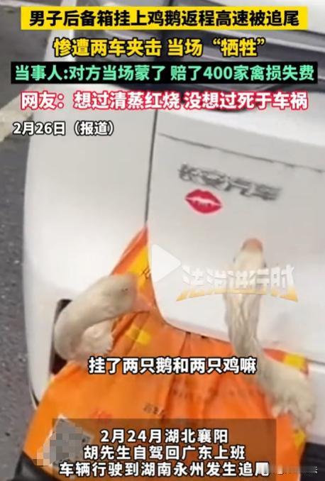 湖南永州，胡先生返城时，年迈的父母非要他把一只活鸡和活鹅带回去，胡先生将它们挂在