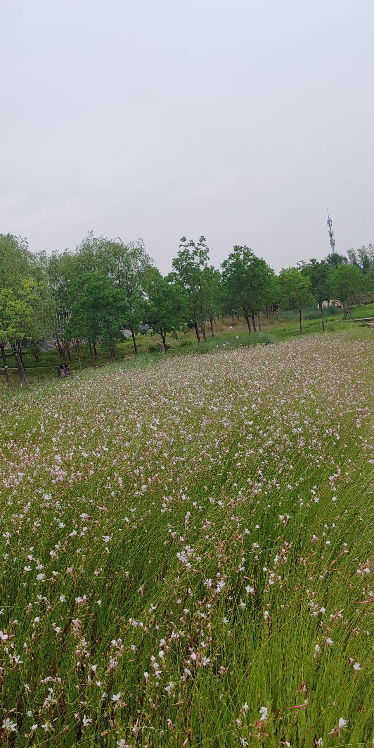#分享随拍艳丽的小花花#高铁公园的小花花随手拍……