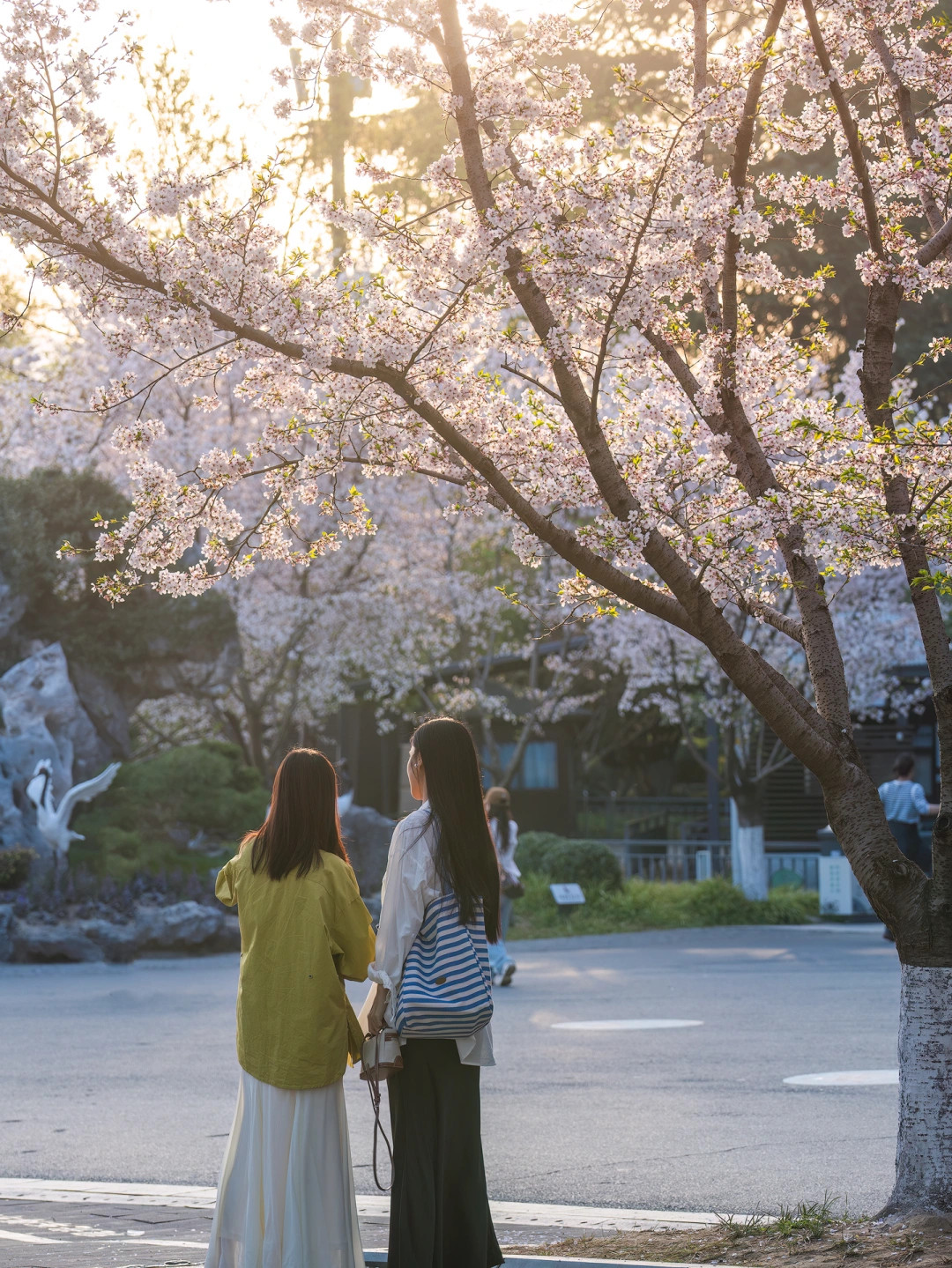 南京春天已开启！提前收好这份赏樱攻略！！