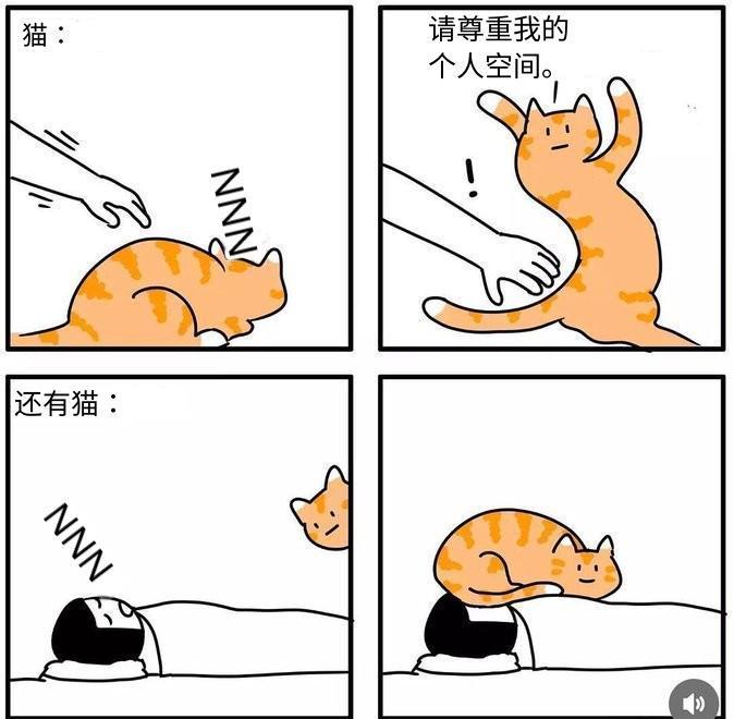 猫就这样