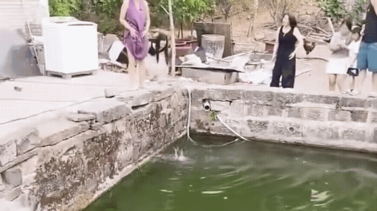 它打它，肯定有它的道理。此时此刻，好似岸上站着的几个人，可能没一个会水的。估