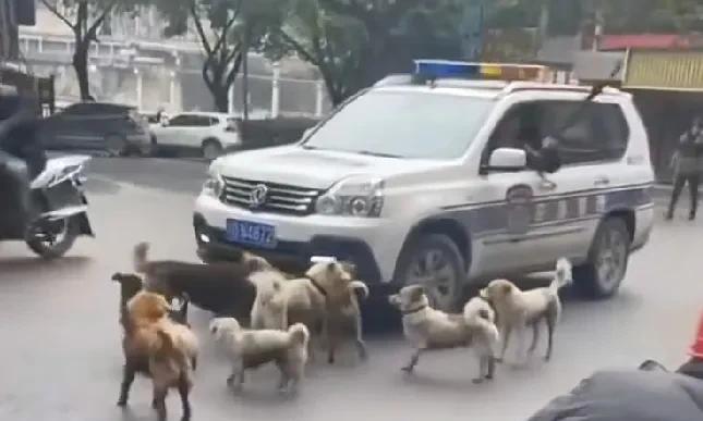 爱狗人士，看看被你们抛弃的流浪狗，连帽子叔叔都感到头大了！世界上本来就没有流浪