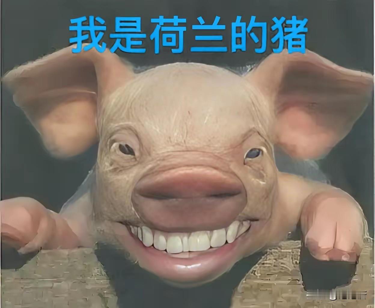 突发笑话：荷兰的猪笑了[捂脸哭]​荷兰鹿特丹港口97%的猪肉发往中国，这两