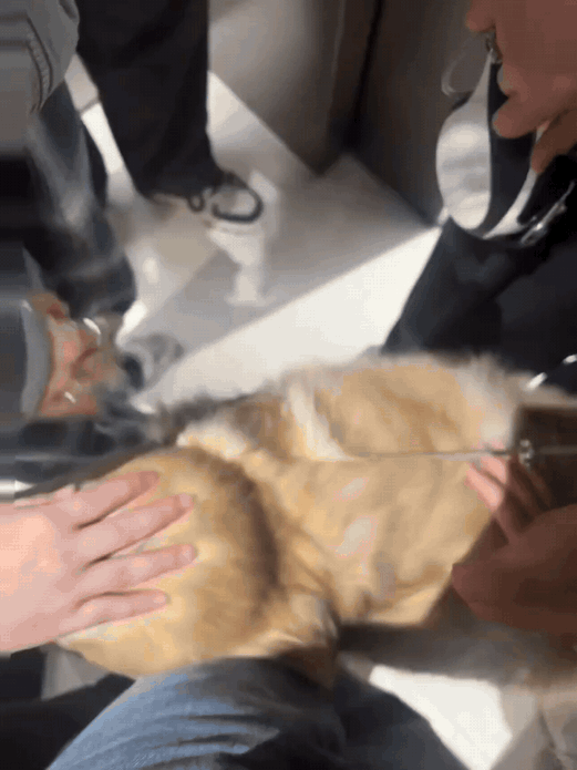 谁懂啊！挤得像罐头的电梯，突然冲进来一只狗。下一秒，全电梯人集体破防。狗头