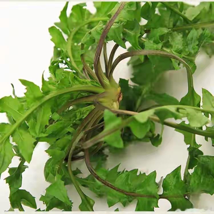 春天是万物复苏的时候，也是养肝护养休养身体最佳的时候。春天要吃什么？我想到初中时