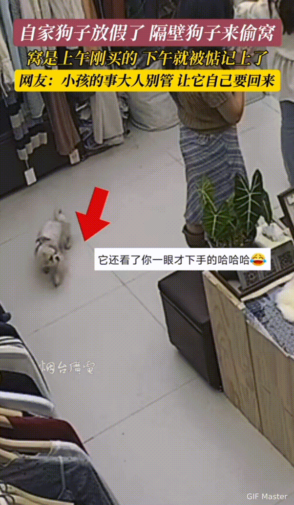 这狗子成精了！四川，女子刚给自家狗子买了个垫子，隔壁家狗趁女子家狗不在家时，偷偷