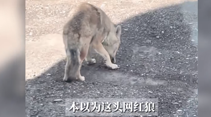 “这下后悔了吧！”8月8日，新疆苦牙克，一男子在国道上骑行时，突然遇到了一只独狼