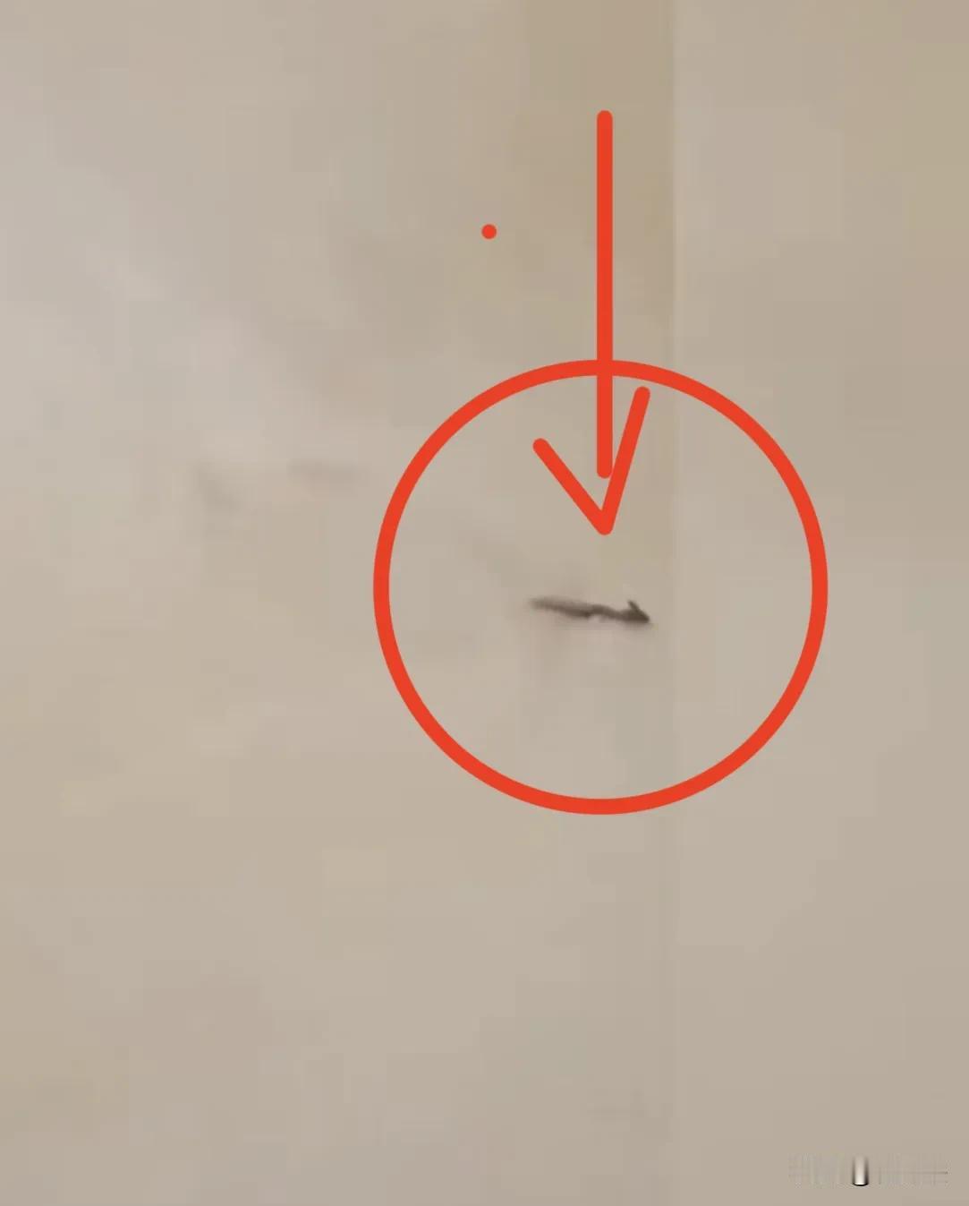 看看虎跳峡发现的不明生物，你还相信龙是不存在的么，我说我小的时候真的在云层里面见