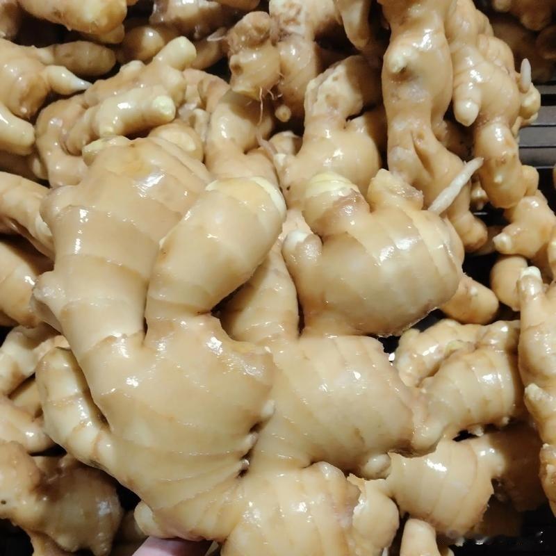 种生姜别瞎追肥！牢记3次追肥时间，姜块膨大压弯枝同样是种生姜