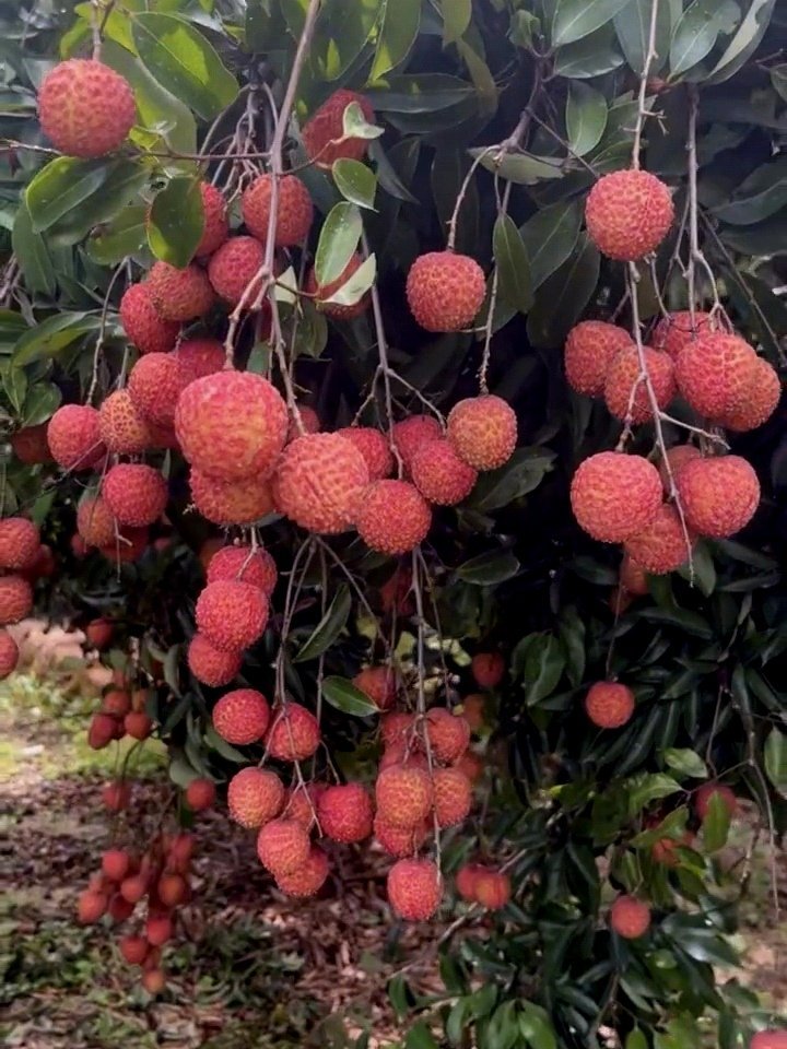 全球首棵龙眼味荔枝树荔枝:果肉肥厚多汁，甜中带微酸，果核小龙眼:果肉薄，纯甜清香