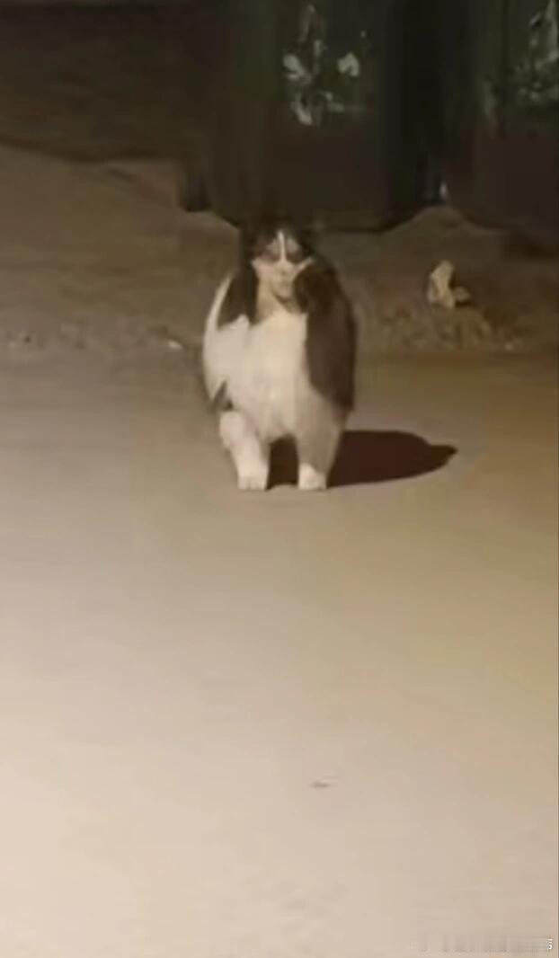 网友拍的猫