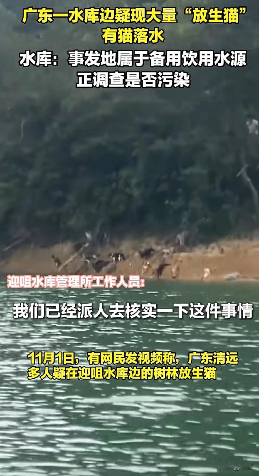 11月1日下午，广东清远迎咀水库有一伙人用车拉来上千只猫咪放生，还播放佛经音乐。