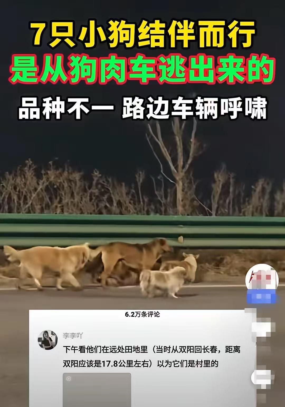 结伴走17公里回家的狗狗里，最让我感动的是那只柯基！它的名字叫大胖，在整个行程中