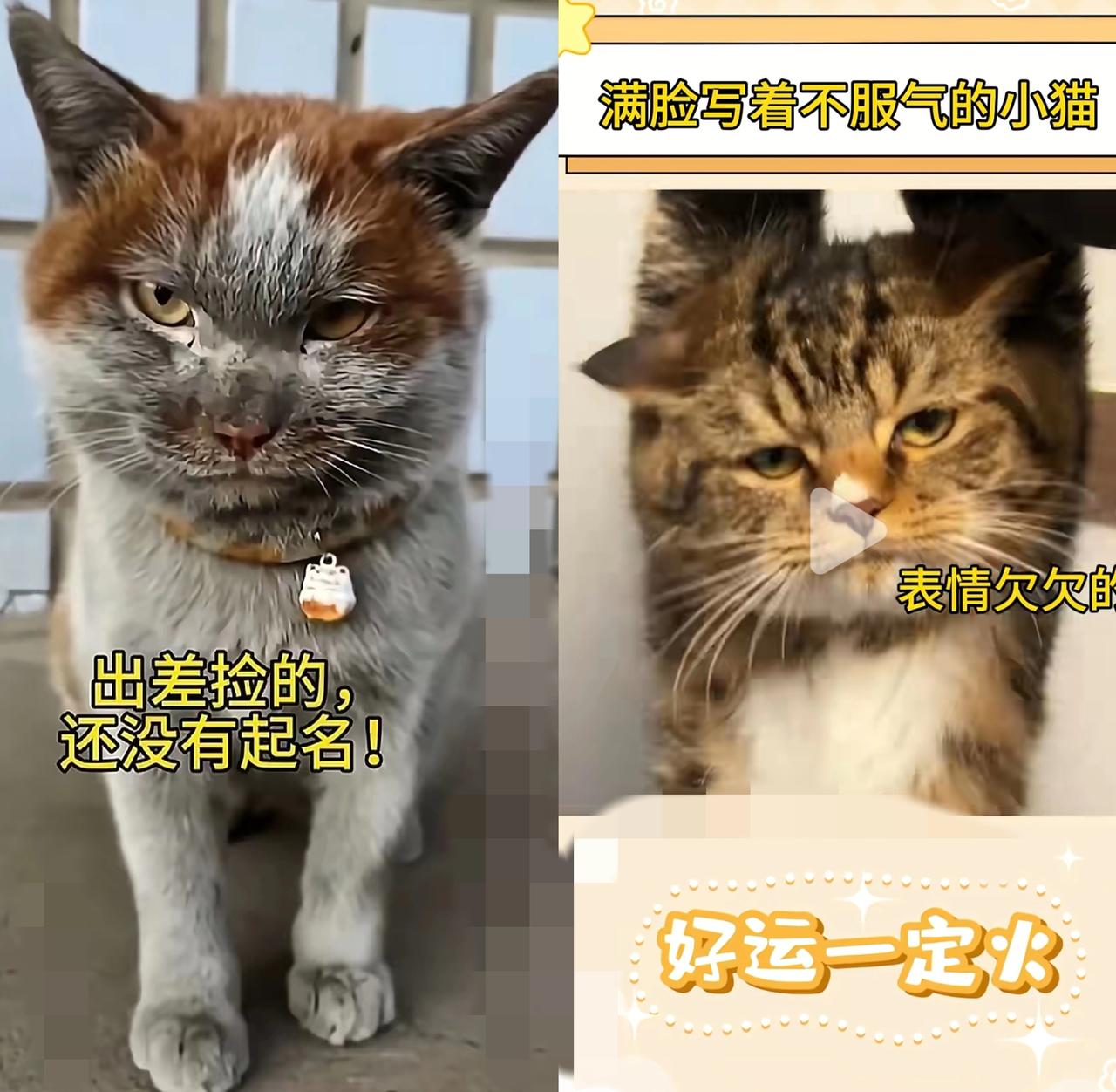 家人们谁懂啊！出差捡回只脏猫，它居然一脸“本王屈尊”的不服气，这