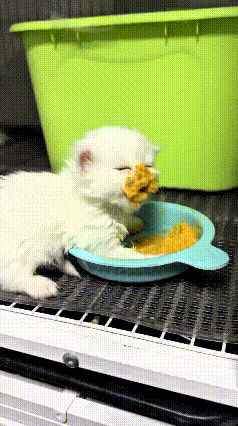 哈哈这只小白奶猫也太可爱了，年纪太小还不会好好吃饭，直接把脸埋进食盆里面埋头猛炫