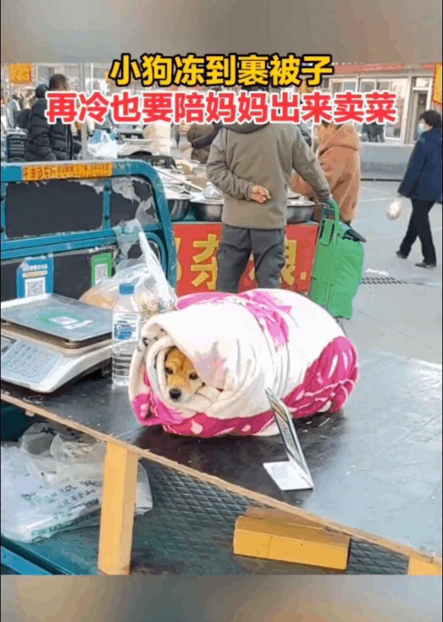 小狗冻到裹被子，再冷也要陪妈妈出来卖菜！狗是人一生的好伙伴！