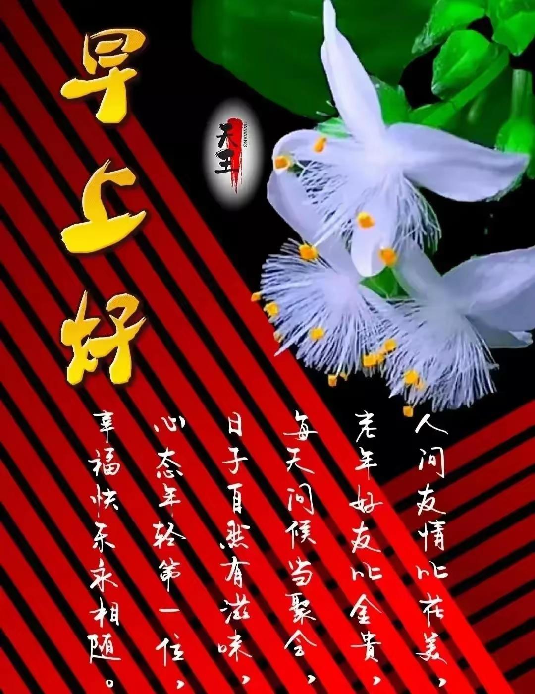 分享早晨的祝福语清晨阳光正好，微风不燥，新的一天元气开启～愿你晨起有微笑，事事皆