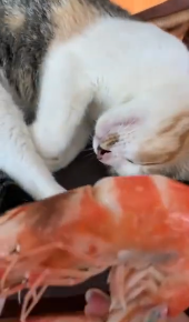 没有一只小猫咪能拒绝虾的诱惑，哪怕是睡着的！