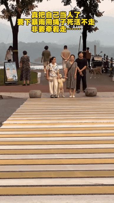 “街头那只“懒狗狗”背后的事儿”！溜达狗狗大狗遛狗斑马线前那幕，看得人又好