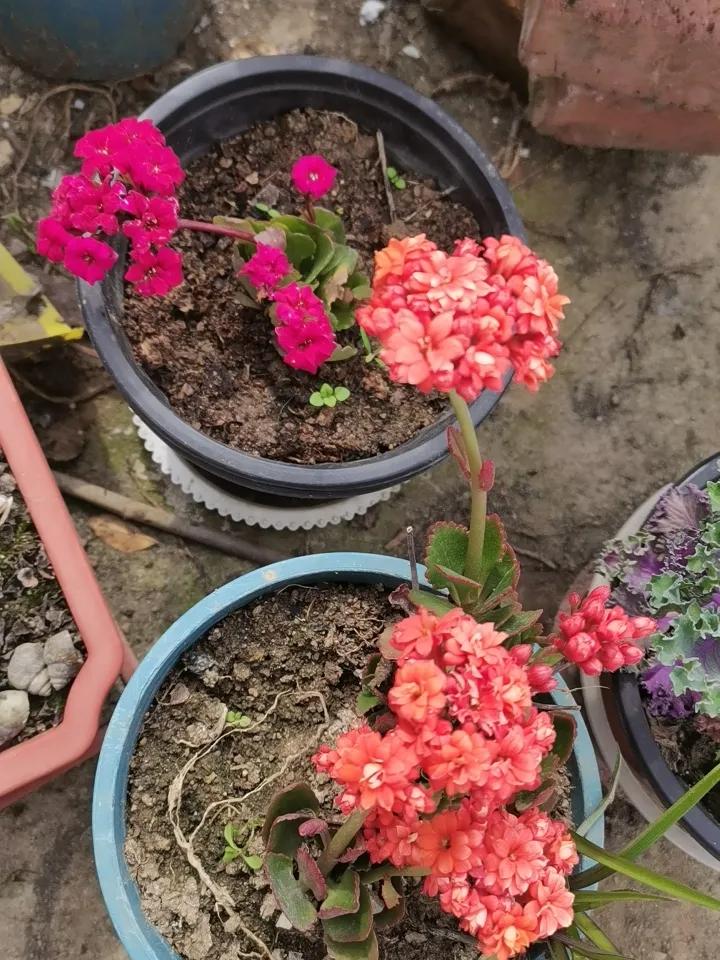 羡慕吧！今年才扦插的长寿花，也开出来了漂亮的花朵