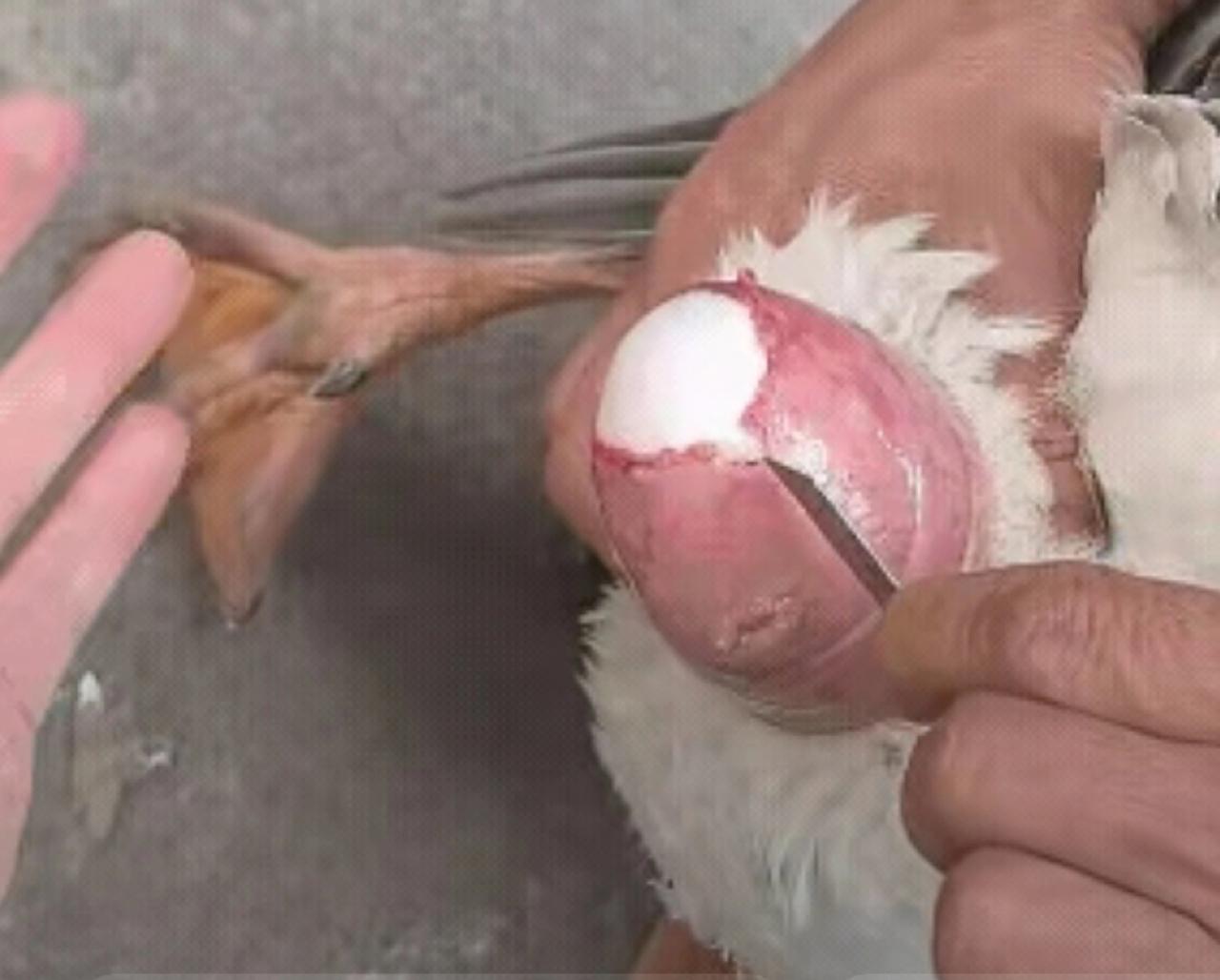 “这真是小刀拉屁股了！”一男子发现自家鹅下蛋卡住了，鹅憋得直叫，他也急得团团转。