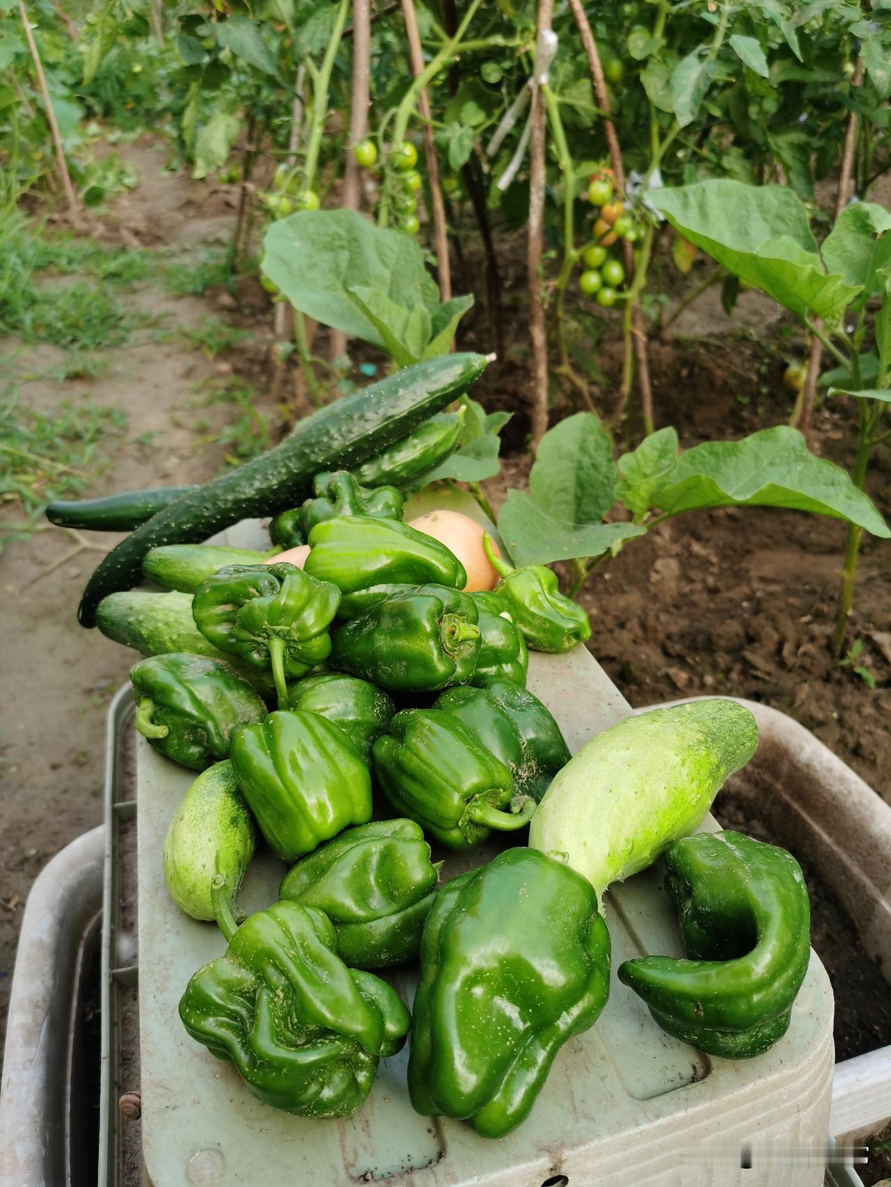 摘下来的青椒黄瓜西红柿收满满，唯独茄子僵果摘不了，土豆炖茄子吃不上今早下地