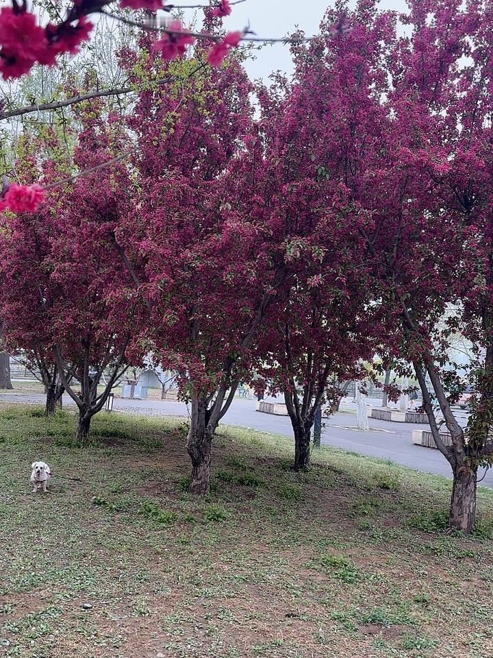 一早就来公园，发现经过一天一夜的春雨洗礼，公园里百花盛开，鲜艳夺目，美不胜收……