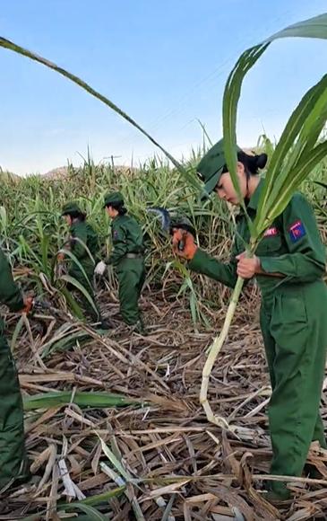 果敢同盟军女兵砍得甘蔗真瘦弱呀！就这么细的甘蔗，又细又弯，跟发育不良一样，没