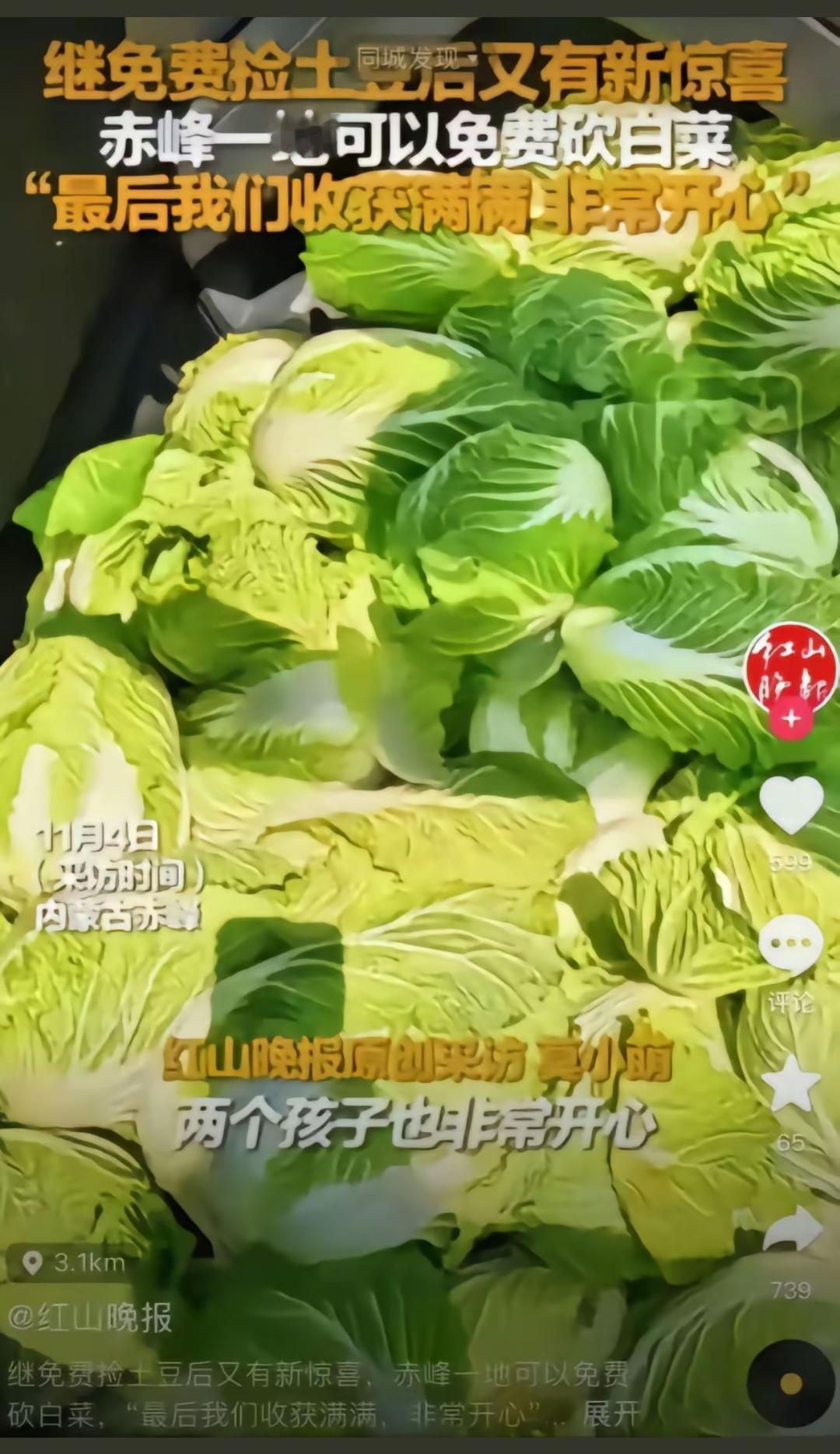 红山晚报发布造谣视频说可以免费捡白菜，导致400亩白菜被哄抢！关键是红山晚报