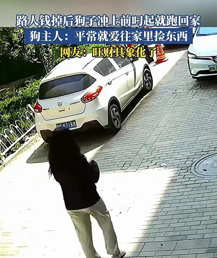 原来“狗来财”是真的！6月13日，山东一家店门口，主人在工作时，小狗独自在外面玩